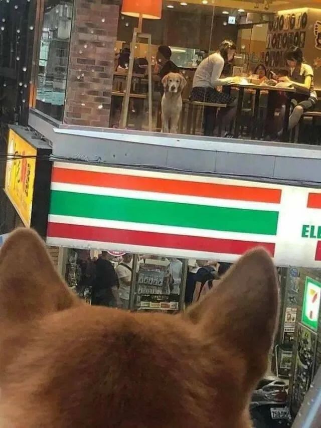 Word文档图片