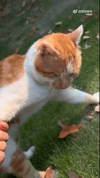 GIF：节奏很强