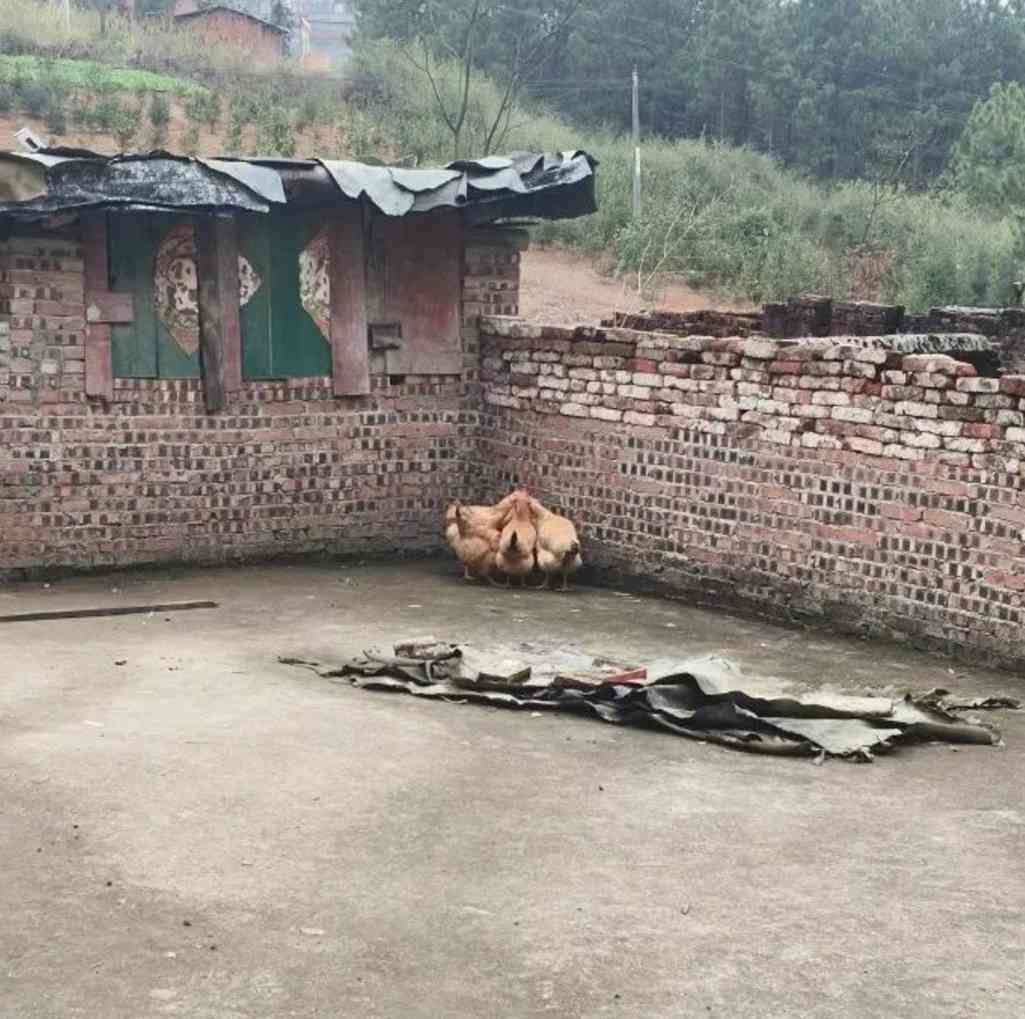 Word文档图片
