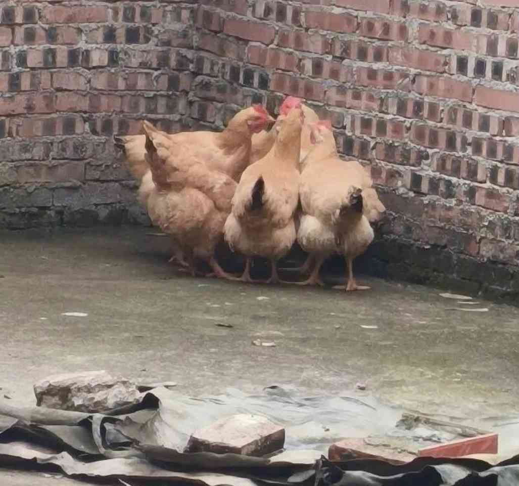 Word文档图片