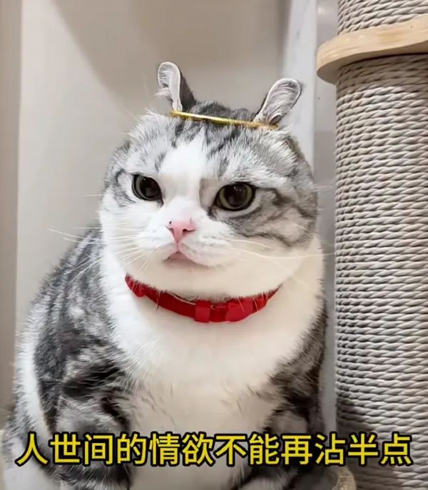 Word文档图片