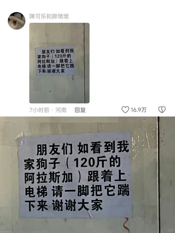 图：如果给每只猫狗都写一份简历！