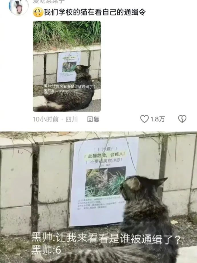 Word文档图片
