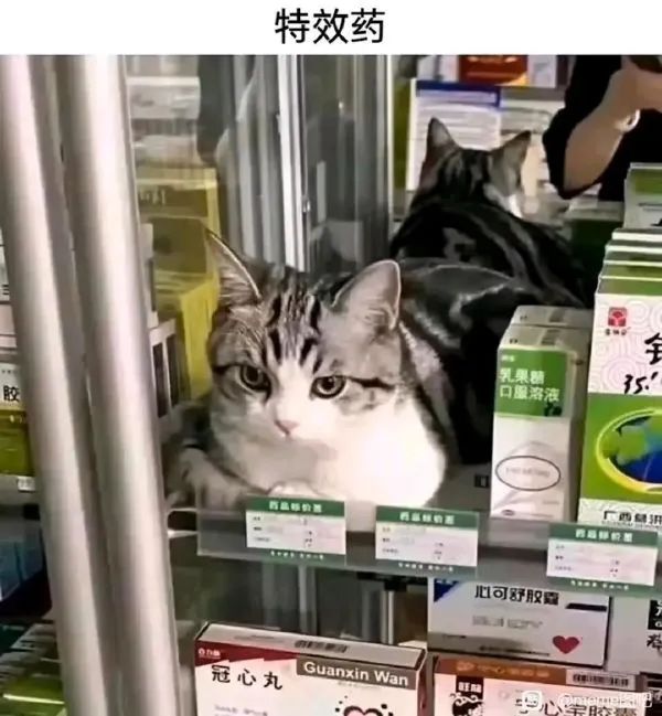 Word文档图片
