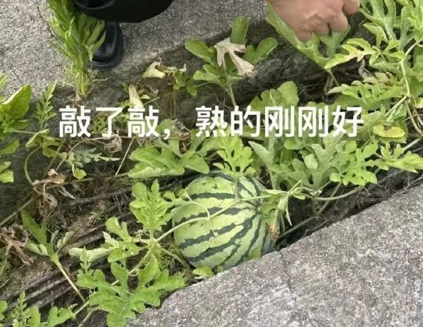 Word文档图片