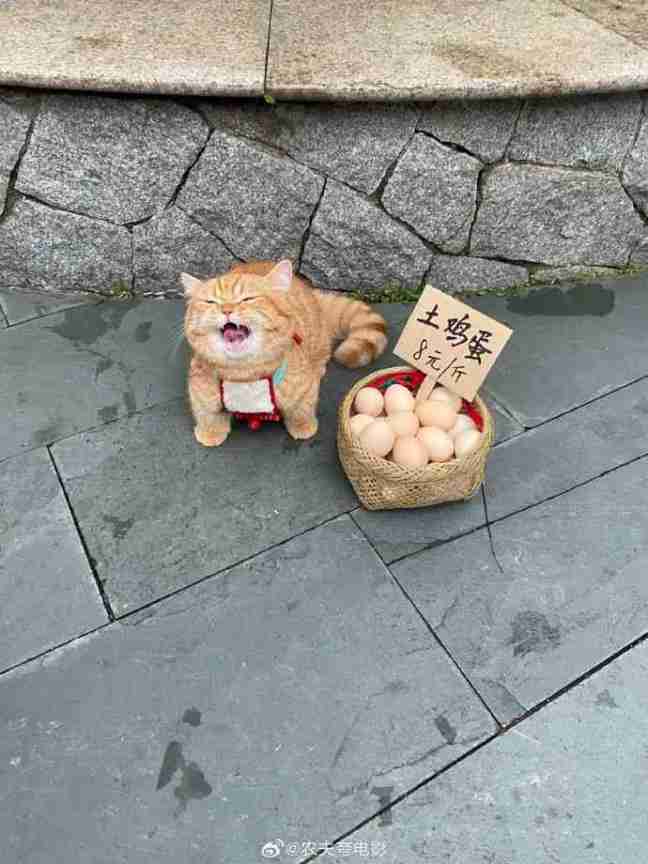 Word文档图片